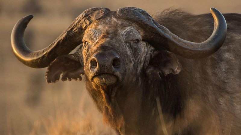 Hình ảnh la bàn chỉ hướng, tượng trưng cho việc chọn hướng nhà phù hợp phong thủy cho tuổi Đinh Sửu 1997.