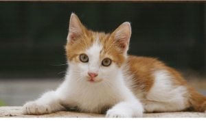 Hình ảnh về các con số may mắn của tuổi Tân Mão 2011