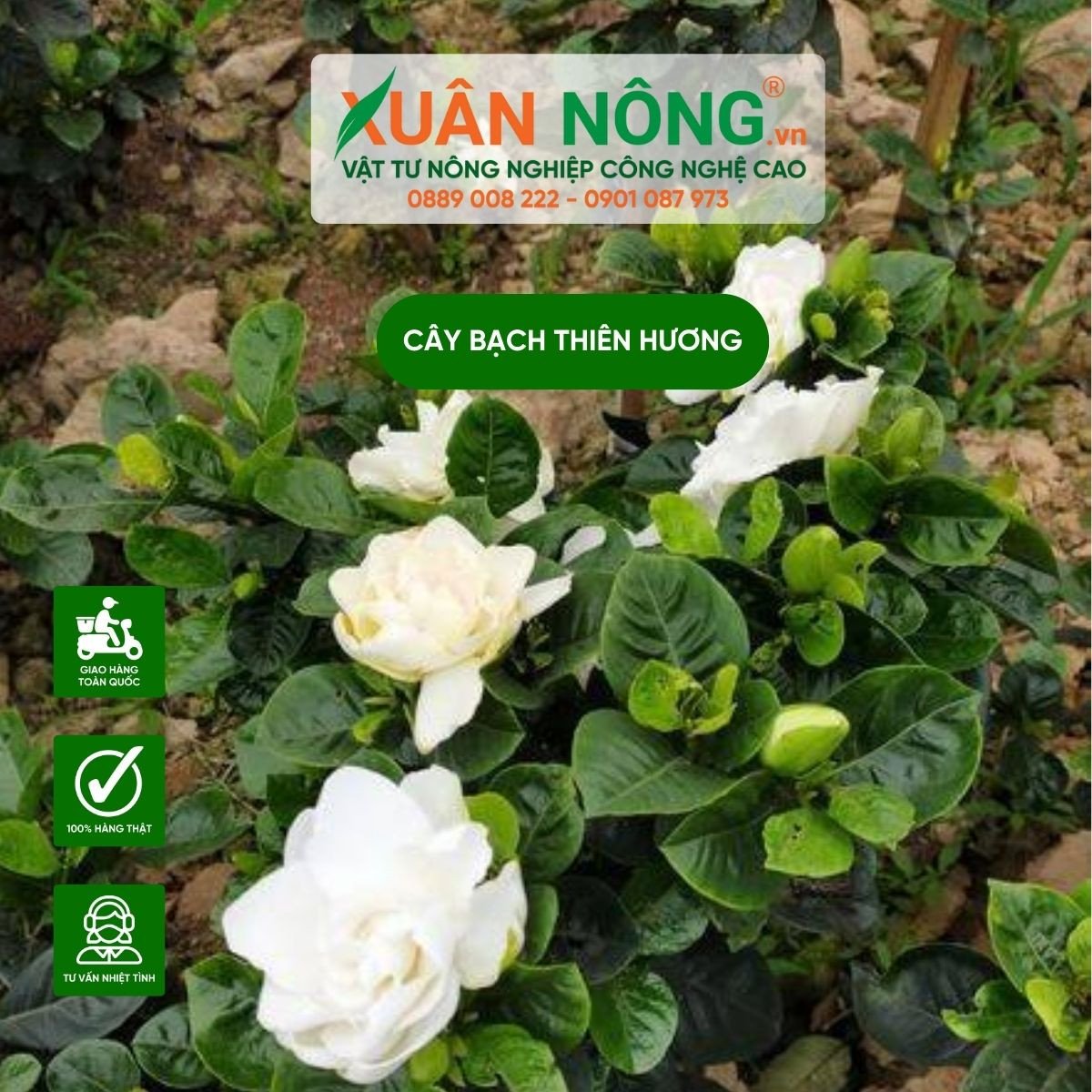 Hoa bạch thiên hương nở rộ tượng trưng cho sự tinh khiết và ý nghĩa phong thủy tốt lành