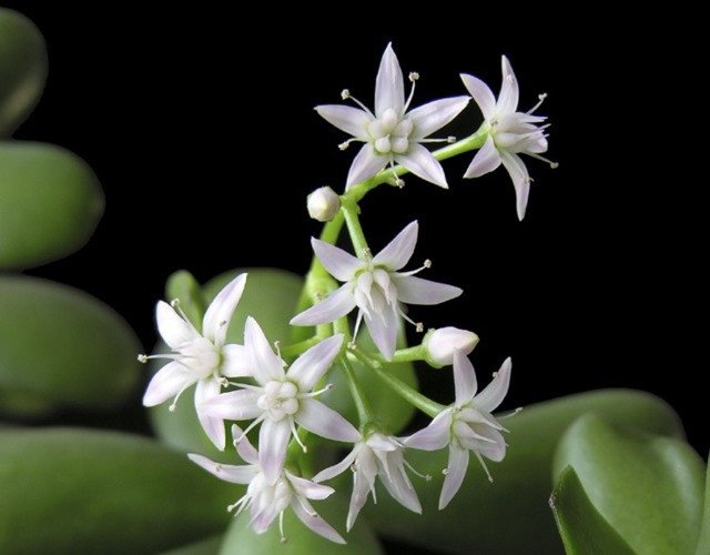 Hoa cây ngọc bích nở rộ, mang ý nghĩa may mắn và thịnh vượng