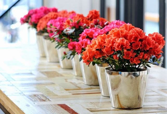 Hoa Đỗ Quyên có bao nhiêu loại và ý nghĩa của chúng trong phong thủy