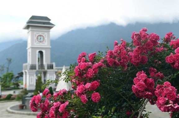 Hoa Đỗ Quyên có độc không và những lưu ý khi trồng tại nhà