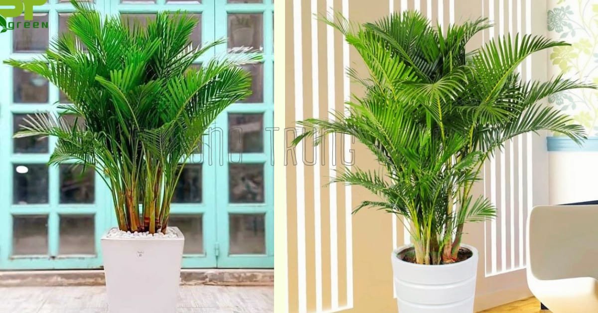 Hướng dẫn cách chăm sóc cây cau vàng để phát triển tốt