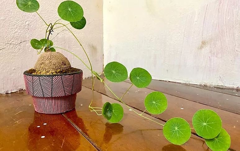 Hướng dẫn cách trồng củ bình vôi