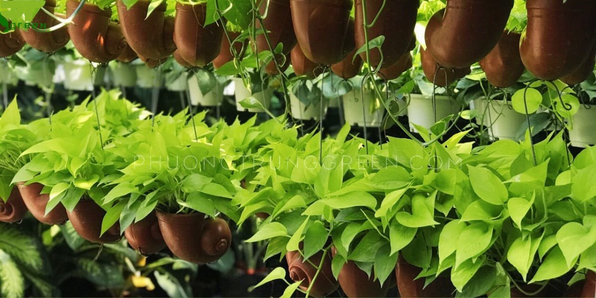 Hướng dẫn chăm sóc cây trầu bà vàng phát triển xanh tốt