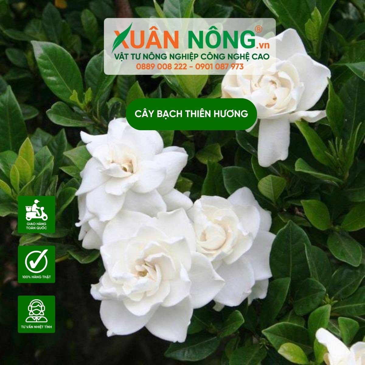 Hướng dẫn trồng cây bạch thiên hương đúng kỹ thuật để cây phát triển khỏe mạnh