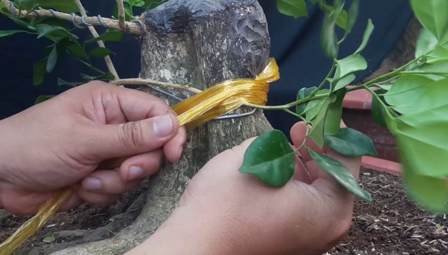 Hướng dẫn trồng và chăm sóc cây nguyệt quế đúng cách