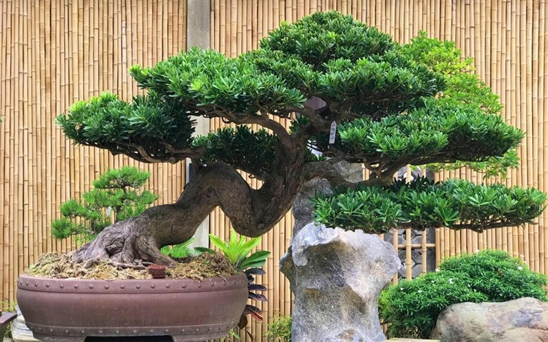 Hướng dẫn trồng và chăm sóc cây tùng la hán bonsai tại nhà