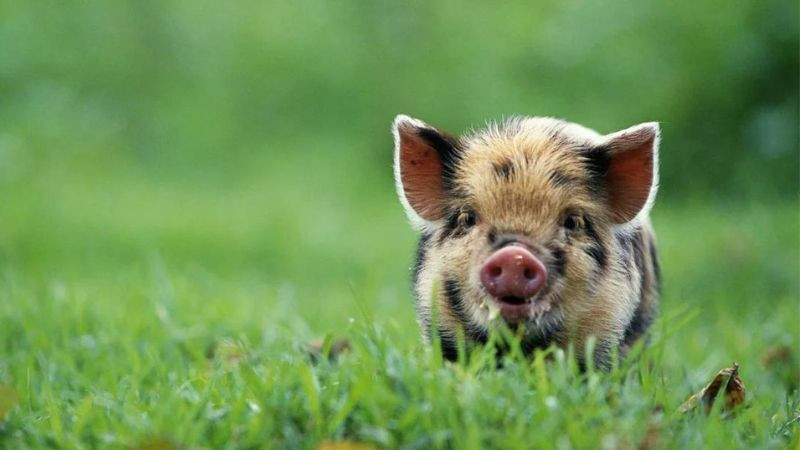 Hướng xây nhà hợp phong thủy cho người tuổi Quý Hợi 1983