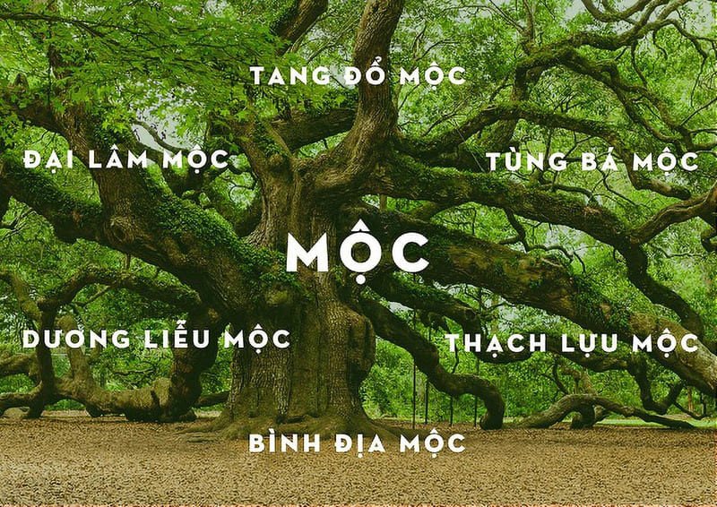khám phá màu vàng hợp mệnh gì cho mệnh mộc và thủy