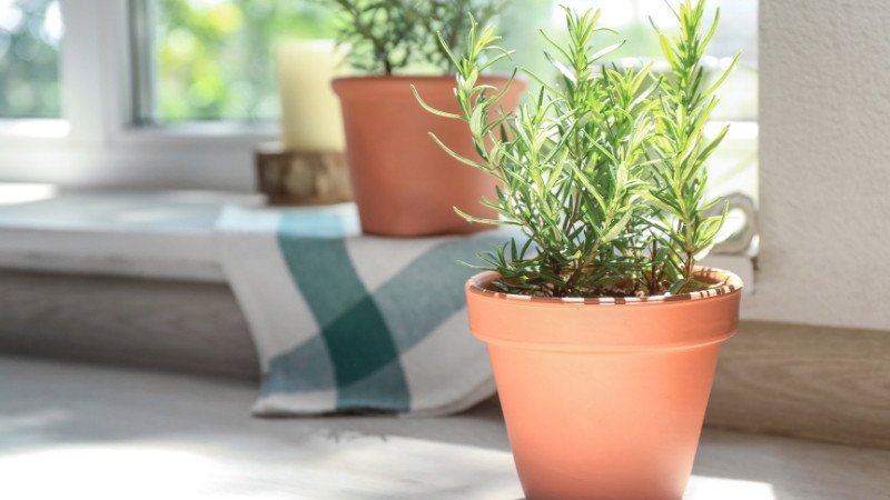 Kỹ thuật giâm cành cây hương thảo dễ dàng