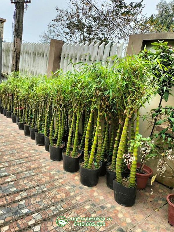 Kỹ thuật trồng cây trúc Phật Bà đơn giản