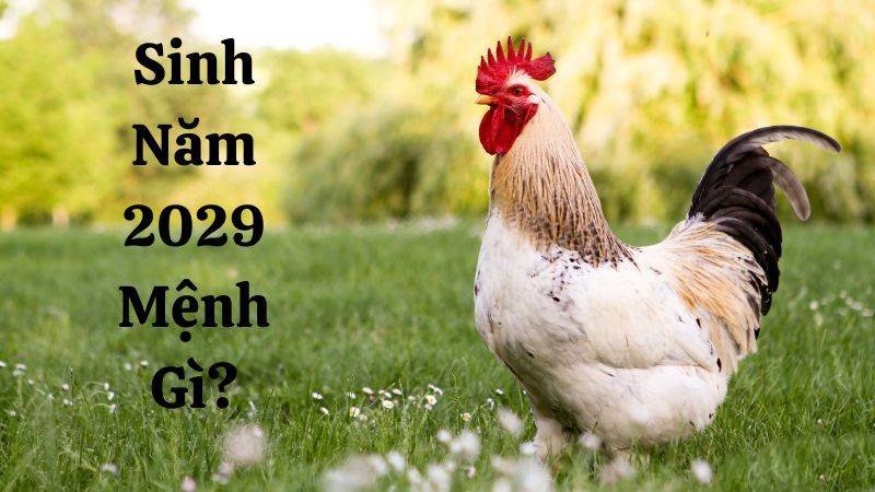 La bàn phong thủy chỉ ra cung mệnh của nam và nữ sinh năm 2029, liên quan đến hướng nhà và vật phẩm.