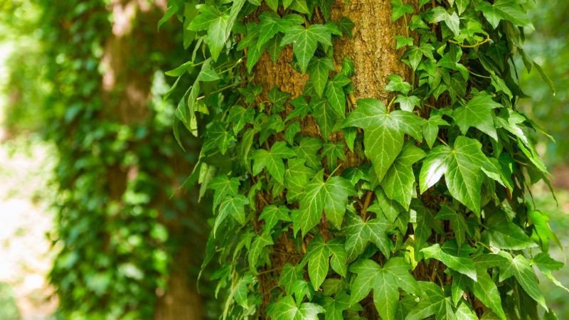 Lá cây thường xuân xanh thẫm bám trên thân cây cổ thụ