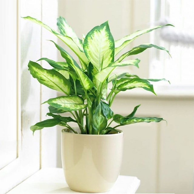 Lá xanh tươi đốm trắng của cây Vạn Niên Thanh tượng trưng thịnh vượng