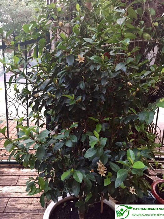 Lan tiêu trồng chậu đặt trước cửa nhà