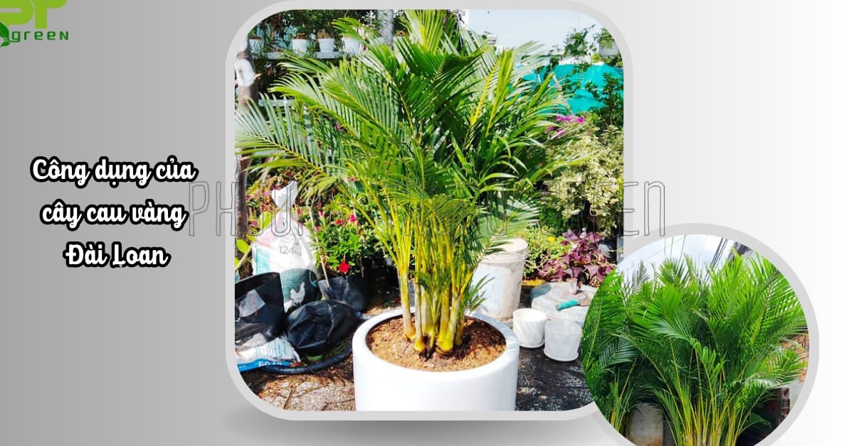 Lợi ích phong thủy của cây cau vàng hợp mệnh gì trong trang trí nhà cửa