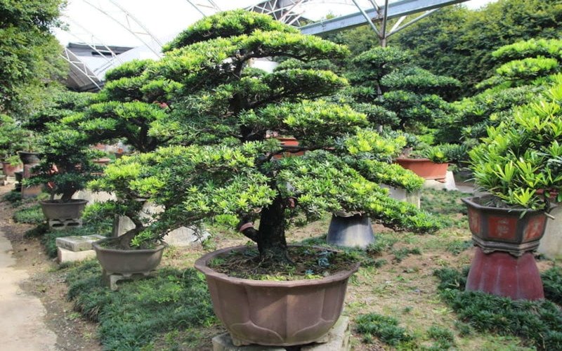 Lựa chọn cây tùng la hán hợp mệnh Thủy theo nguyên tắc ngũ hành