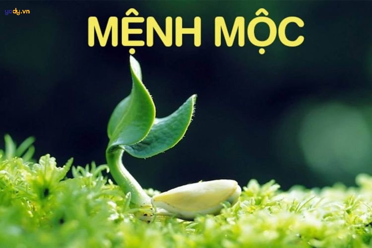 Màu đen thuộc mệnh gì và sự tương sinh với mệnh Mộc