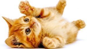 Màu sắc hợp mệnh cho người sinh năm Tân Mão 2011