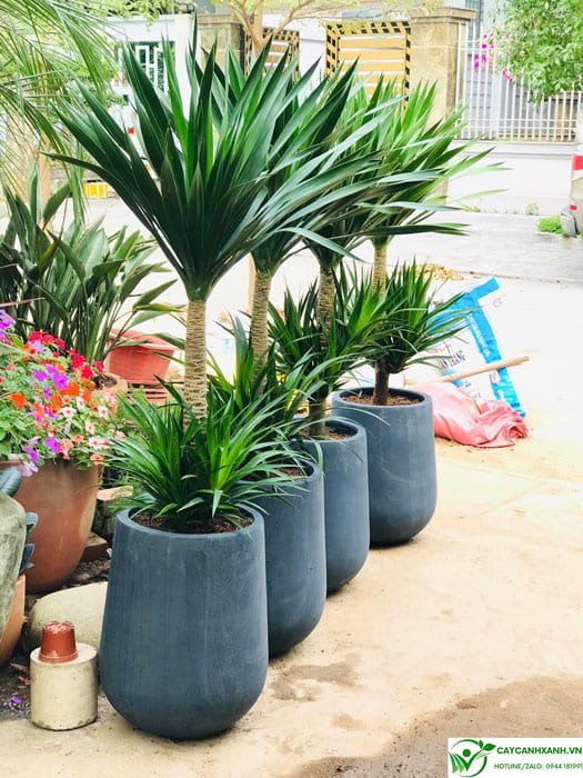 Mua cây phát tài núi ở Hà nội