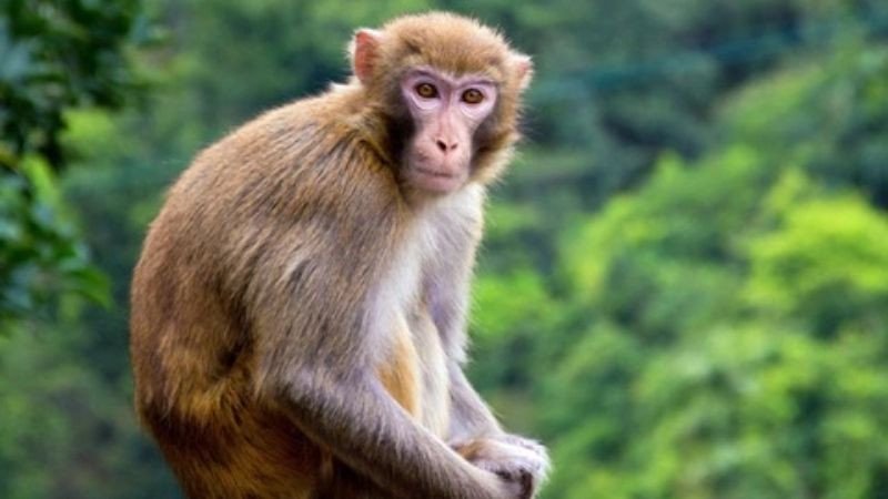 Năm Mậu Thân 2028 là năm con Khỉ, biểu tượng của sự thông minh và linh hoạt trong phong thủy