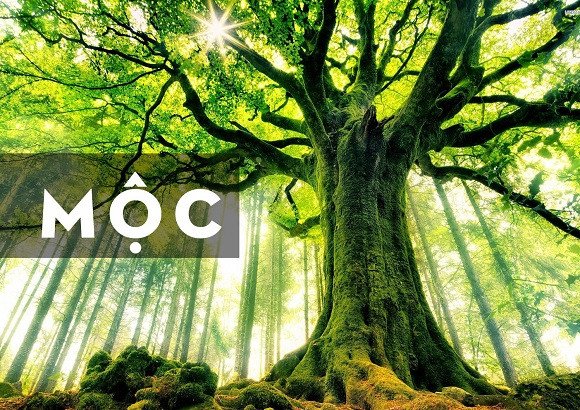 Người mệnh Mộc tượng trưng cho cây cối, sự sinh sôi nảy nở