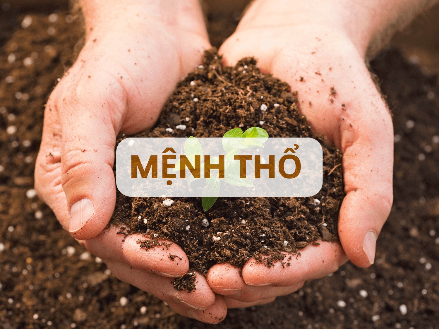 Người sinh năm 1961 Tân Sửu thuộc mệnh Thổ, biểu tượng cho sự kiên định và vững chãi