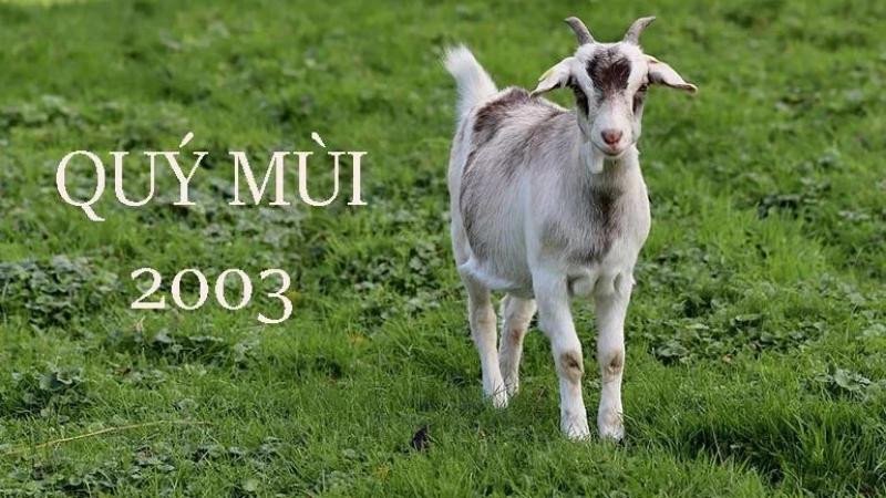 Người sinh năm 2003 Quý Mùi thuộc mệnh Mộc nạp âm Dương Liễu Mộc