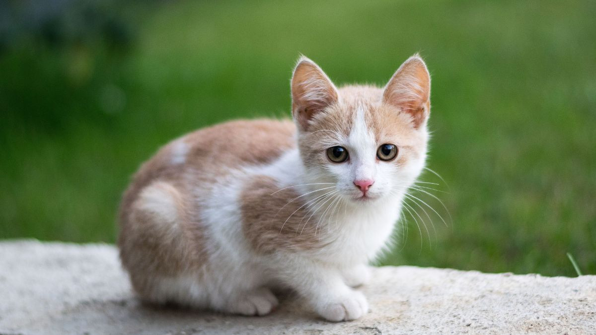 Người sinh năm 2011 tuổi con gì và mối liên hệ Thiên Can Địa Chi