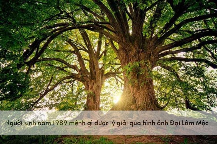 Người sinh sn 1989 mệnh gì được lý giải qua hình ảnh Đại Lâm Mộc