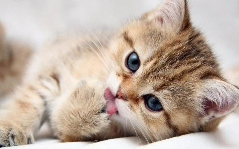 Người tuổi Đinh Mão mệnh Lư Trung Hỏa đang suy ngẫm về vận mệnh, với hình ảnh biểu tượng ngọn lửa và đồng hồ cát.