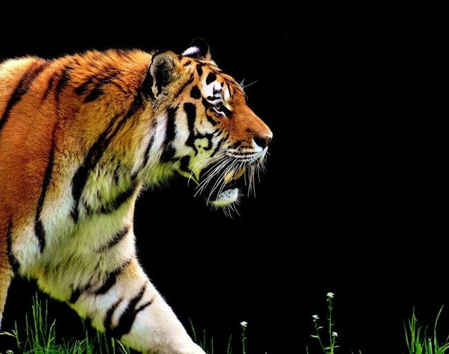 Người tuổi Hổ Nhâm Dần 2022 với tính cách mạnh mẽ, quyết đoán và độc lập