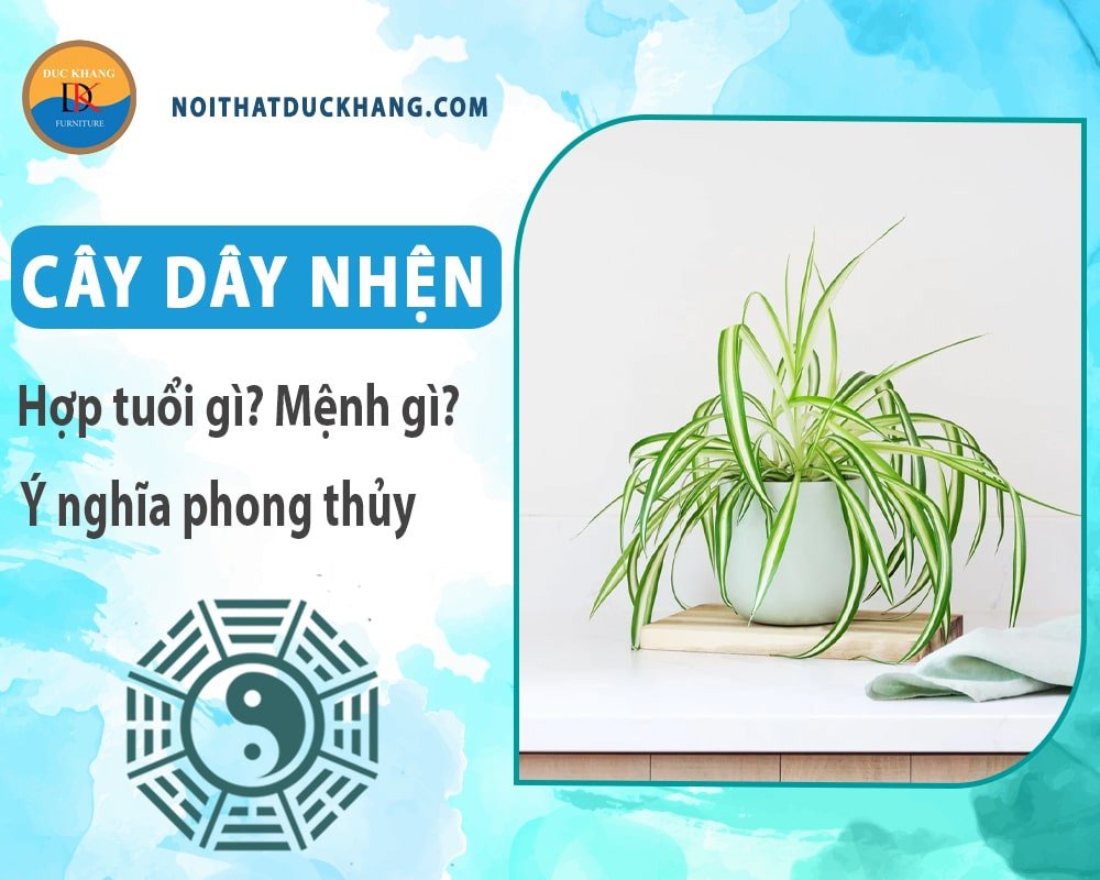 Người tuổi Mùi bên chậu cây dây nhện xanh tốt