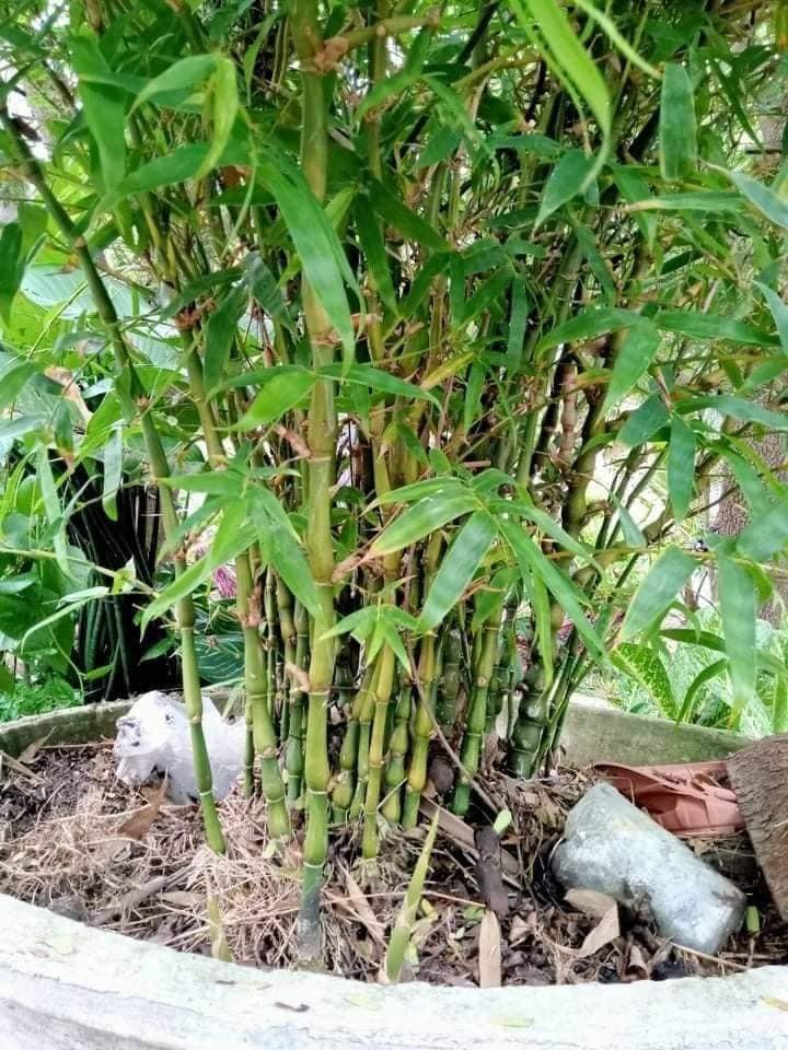 Nguồn gốc cây Trúc Quan Âm