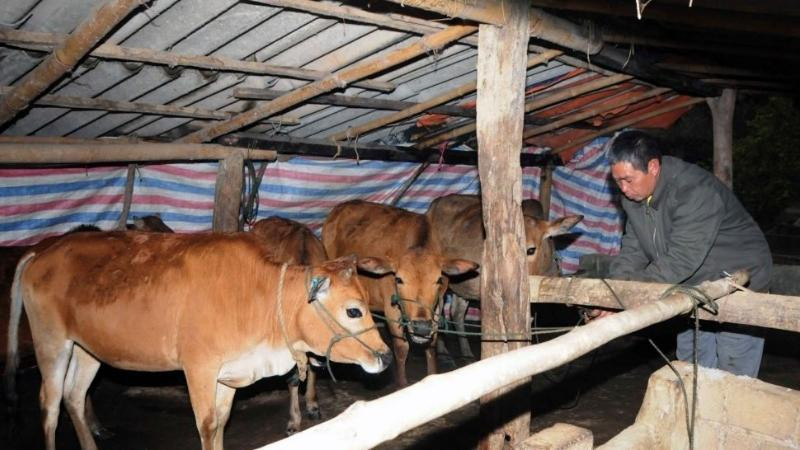 Nguồn gốc và ý nghĩa cúng chuồng trại heo