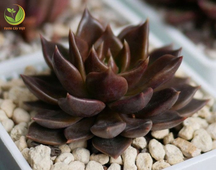 Nhân giống sen đá nâu bằng cách nào