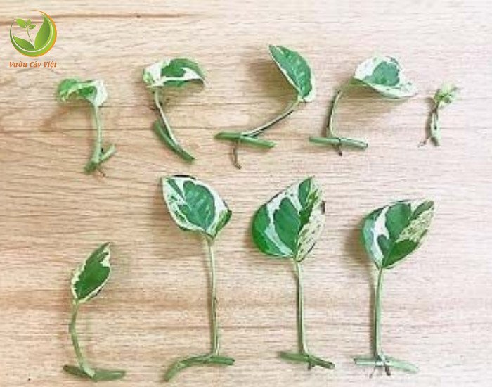 Nhân giống Trầu Bà Cẩm Thạch bằng giâm cành cần cành có mắt và lá