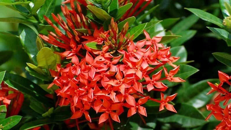 Những bông hoa bông trang nở rực rỡ, khoe sắc trong vườn, biểu tượng của sự sống động