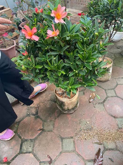 Những bông hoa trà tứ quý cánh đơn khoe sắc, tô điểm cho không gian thêm phần thanh lịch.