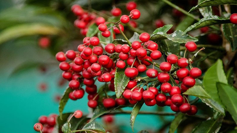 Những chùm quả kim ngân lượng căng mọng, rực rỡ tượng trưng cho tài lộc