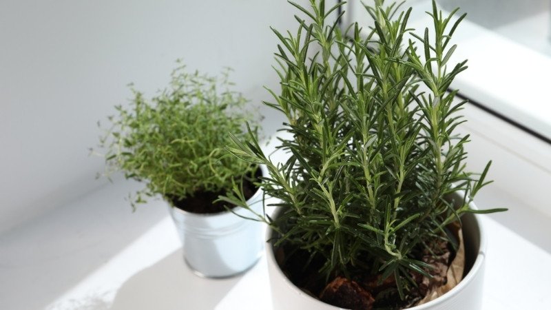 Những điều cần lưu ý khi trồng và chăm sóc hương thảo