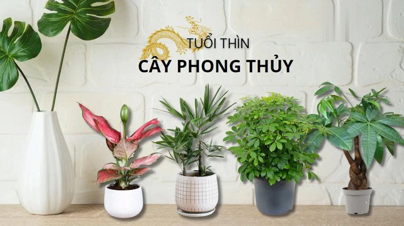 Những loại cây phong thủy mang lại tài lộc cho người tuổi Bính Thìn