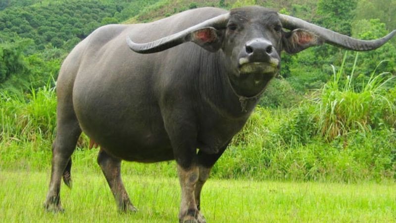 Những tuổi hợp giúp Đinh Sửu 1997 thành công trong công việc và hạnh phúc trong hôn nhân