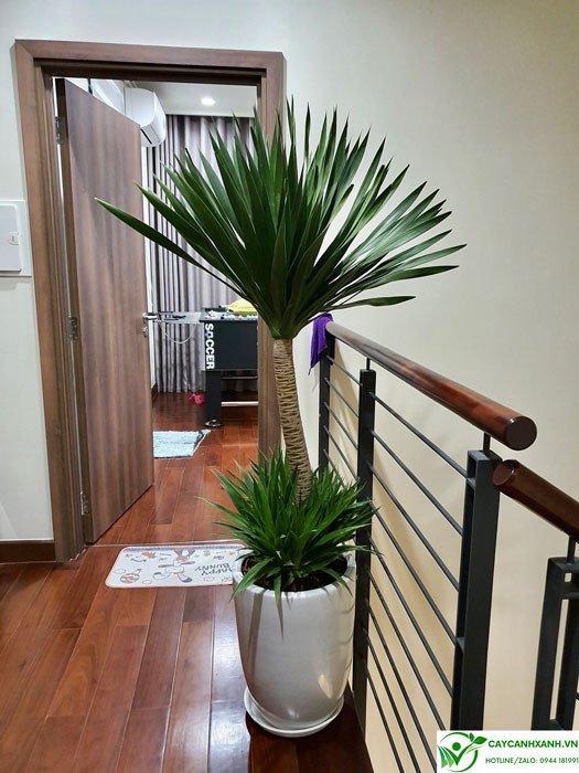 Phát tài núi đặt cửa phòng ngủ sẽ tốt hơn