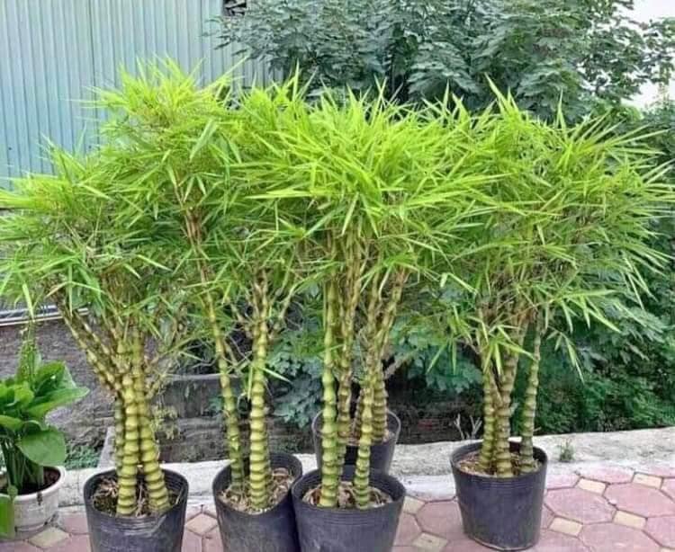 Phòng trừ sâu bệnh cho Trúc Quan Âm