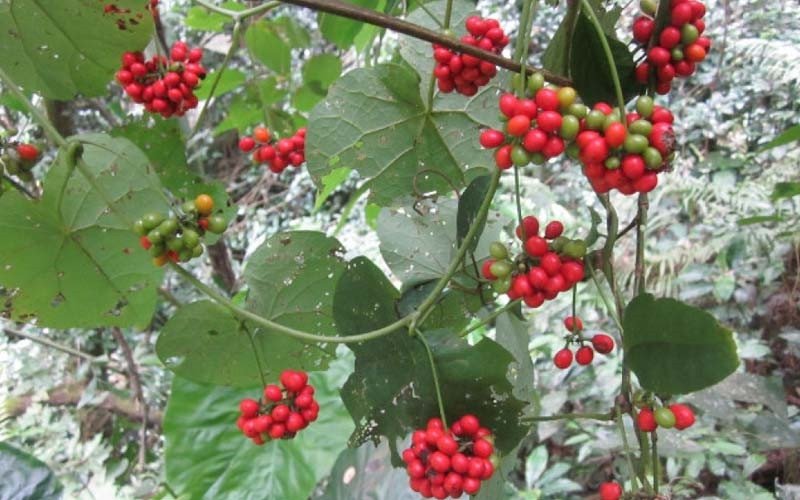 Quả củ bình vôi màu đỏ tươi