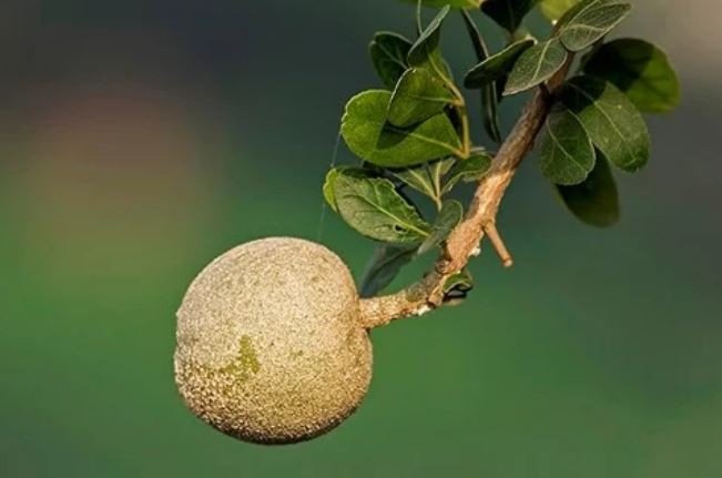 Quả của cây cần thăng