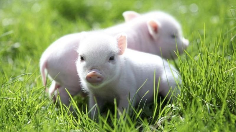 Quý Hợi là mệnh gì hợp màu sắc phong thủy