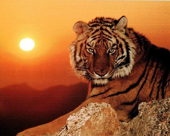 Sơ đồ cung mệnh khác biệt giữa nam và nữ Nhâm Dần 2022